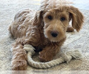 Goldendoodle (Miniature) Puppy for sale in PALMYRA, MO, USA