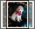 Small Photo #103 Sheepadoodle Puppy For Sale in RIALTO, CA, USA
