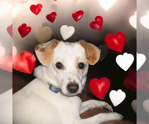 Medium Photo #3 Mutt Puppy For Sale in Bellingham, WA, USA