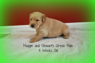 Golden Retriever Puppy for sale in DEWITT, VA, USA