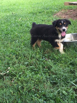 Medium Photo #1 Australian Shepherd Puppy For Sale in MERIDIANVILLE, AL, USA