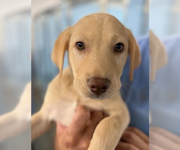 Medium Photo #2 American Staffordshire Terrier-Labrador Retriever Mix Puppy For Sale in Lakewood, CO, USA