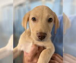 Small Photo #2 American Staffordshire Terrier-Labrador Retriever Mix Puppy For Sale in Lakewood, CO, USA