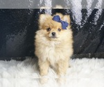Small #1 Pomeranian