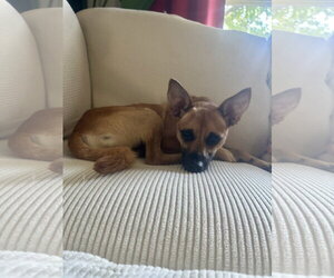 Rat Terrier-Unknown Mix Dogs for adoption in Rockaway, NJ, USA