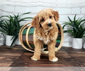 Cavapoo Puppy for Sale in NAPLES, Florida USA