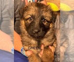 Puppy Green German Shepherd Dog