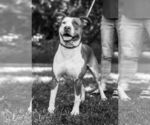Small #5 American Pit Bull Terrier Mix