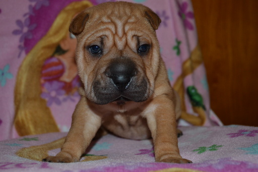 Medium Photo #1 Chinese Shar-Pei Puppy For Sale in MASON, WI, USA