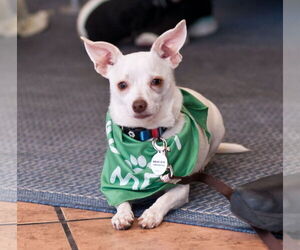 Chihuahua-Unknown Mix Dogs for adoption in San Jose, CA, USA