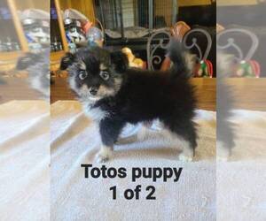 Pomeranian Puppy for sale in ODESSA, TX, USA