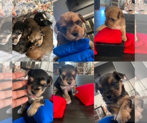 Australian Yorkshire Terrier Puppy for sale in HOPE MILLS, NC, USA