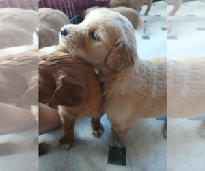 Golden Retriever Puppy for sale in GOSHEN, NH, USA