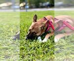 Small #1 German Shepherd Dog Mix
