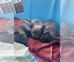 Small Photo #8 French Bulldog Puppy For Sale in MENIFEE, CA, USA