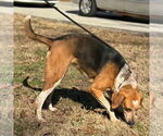 Small #2 Treeing Walker Coonhound Mix