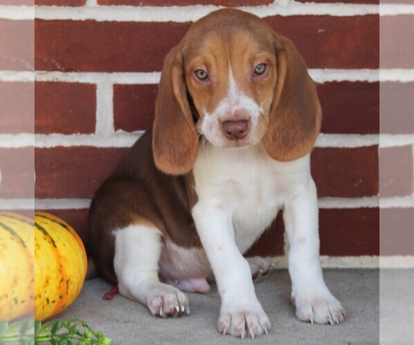 Medium Photo #2 Beagle Puppy For Sale in RICHLAND, PA, USA