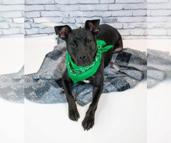 Medium Photo #5 Labrador Retriever-Unknown Mix Puppy For Sale in Kennesaw, GA, USA