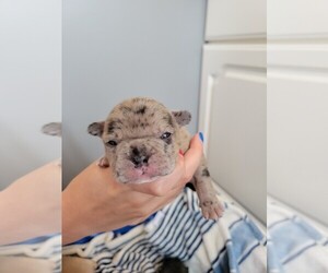 French Bulldog Puppy for Sale in CLYDE, Michigan USA