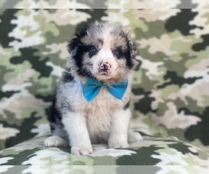 Australian Shepherd Puppy for sale in LAKELAND, FL, USA
