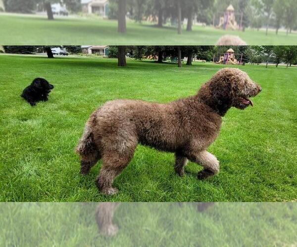Medium Photo #1 Labradoodle-Poodle (Standard) Mix Puppy For Sale in COLORADO SPRINGS, CO, USA