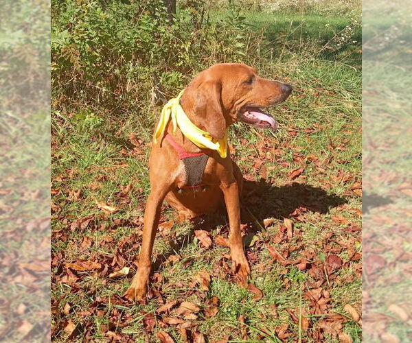 Medium Photo #2 Redbone Coonhound Puppy For Sale in Monterey, VA, USA