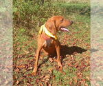 Small #1 Redbone Coonhound