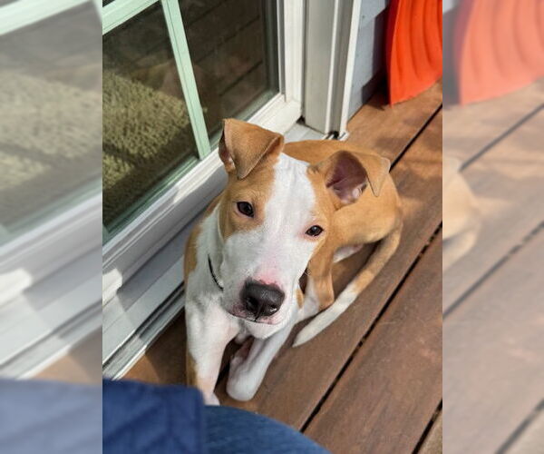 Medium Photo #2 Mutt Puppy For Sale in Plainfield, IL, USA