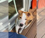 Small #1 Mutt