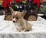 Small #4 Pembroke Welsh Corgi