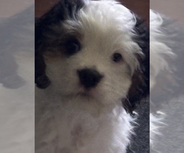 Medium Photo #1 Cavachon Puppy For Sale in OLYMPIA, WA, USA