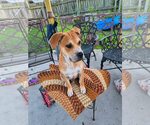 Small #3 Mutt