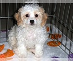 Small Photo #2 Cavachon Puppy For Sale in ORO VALLEY, AZ, USA