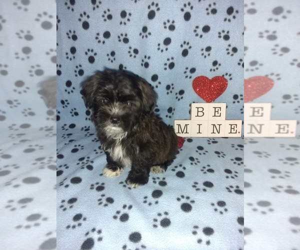 Medium Photo #12 Maltese Puppy For Sale in LAPEER, MI, USA