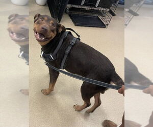 Rottweiler-Unknown Mix Dogs for adoption in Plano, TX, USA