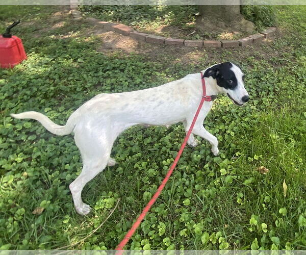 Medium Photo #2 Mutt Puppy For Sale in Sparta, TN, USA