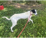 Small #1 Mutt
