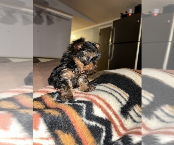 Medium Photo #7 Yorkshire Terrier Puppy For Sale in RUSSELLVILLE, AR, USA