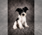 Small #1 Schnauzer (Miniature)