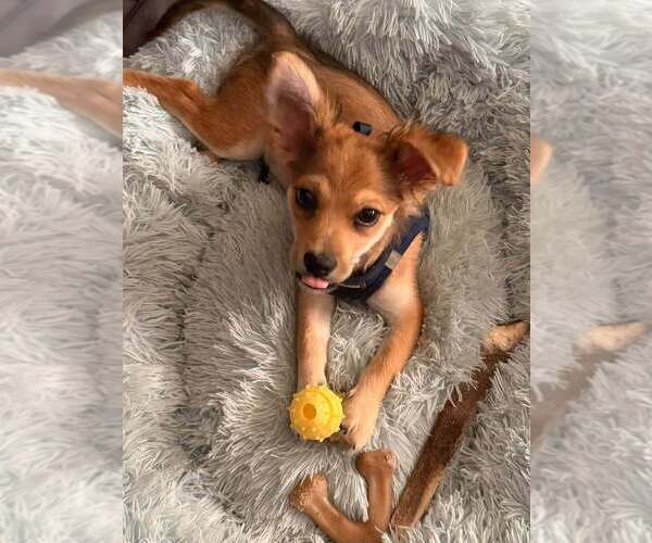 Medium Photo #1 Mutt Puppy For Sale in New York, NY, USA