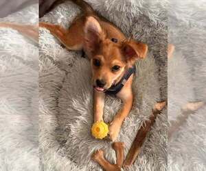 Mutt Dogs for adoption in New York, NY, USA