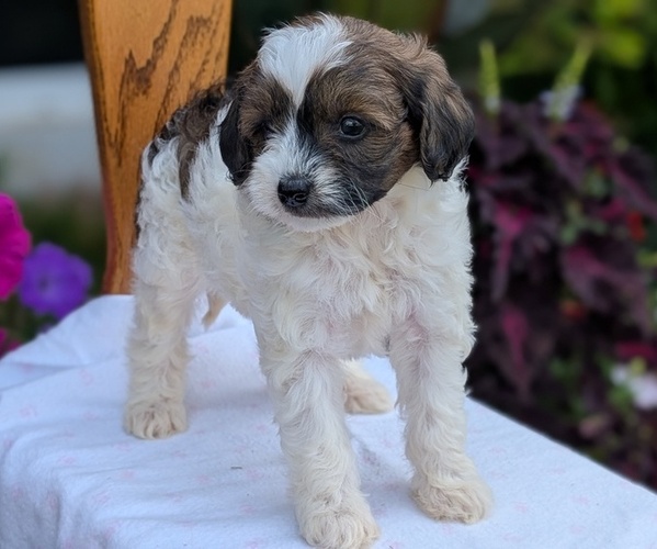 Medium Photo #45 Maltipoo (Toy) Puppy For Sale in GOSHEN, IN, USA