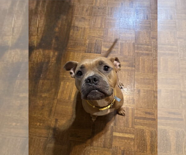 Medium Photo #3 American Staffordshire Terrier-Unknown Mix Puppy For Sale in Holly Springs, NC, USA