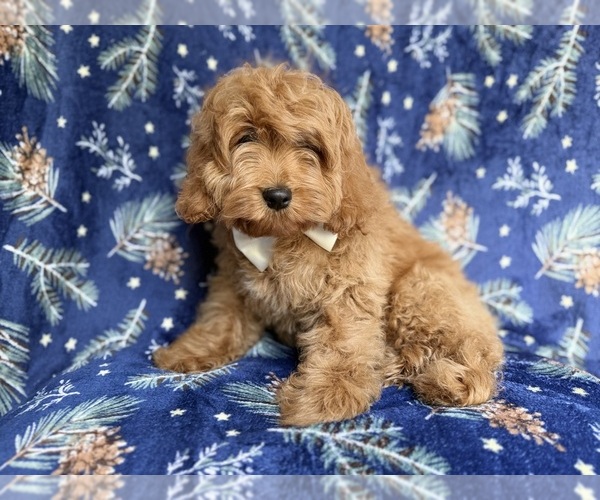 Medium Photo #5 Cockapoo (Miniature) Puppy For Sale in LAKELAND, FL, USA
