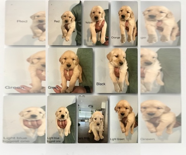 Medium Photo #1 Golden Retriever Puppy For Sale in GRANITE BAY, CA, USA