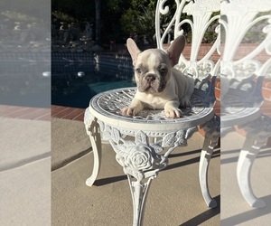 Medium French Bulldog