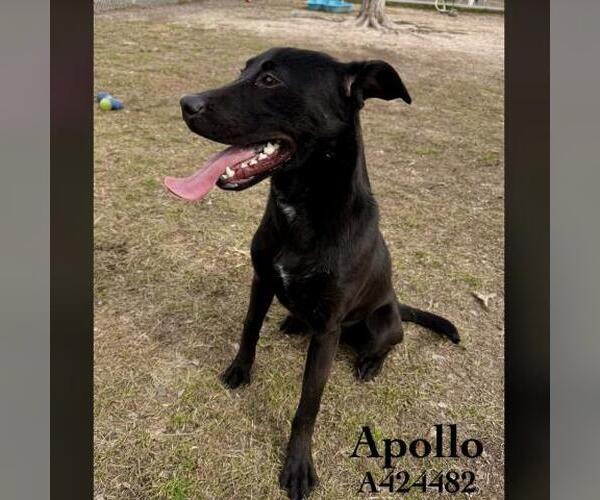 Medium Photo #1 Labrador Retriever-Unknown Mix Puppy For Sale in Conroe, TX, USA