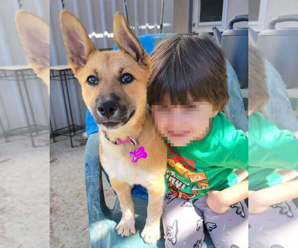 Medium Photo #4 German Shepherd Dog-Unknown Mix Puppy For Sale in Corona, CA, USA