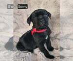 Small #3 Cane Corso
