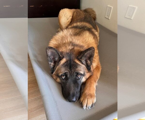Medium Photo #2 German Shepherd Dog-Unknown Mix Puppy For Sale in Marina Del Rey, CA, USA